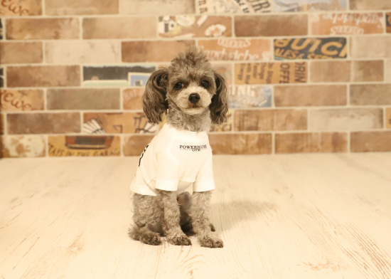 ドッグTシャツ『GG MADE IN x『POWERHOUSE GYM HIDE